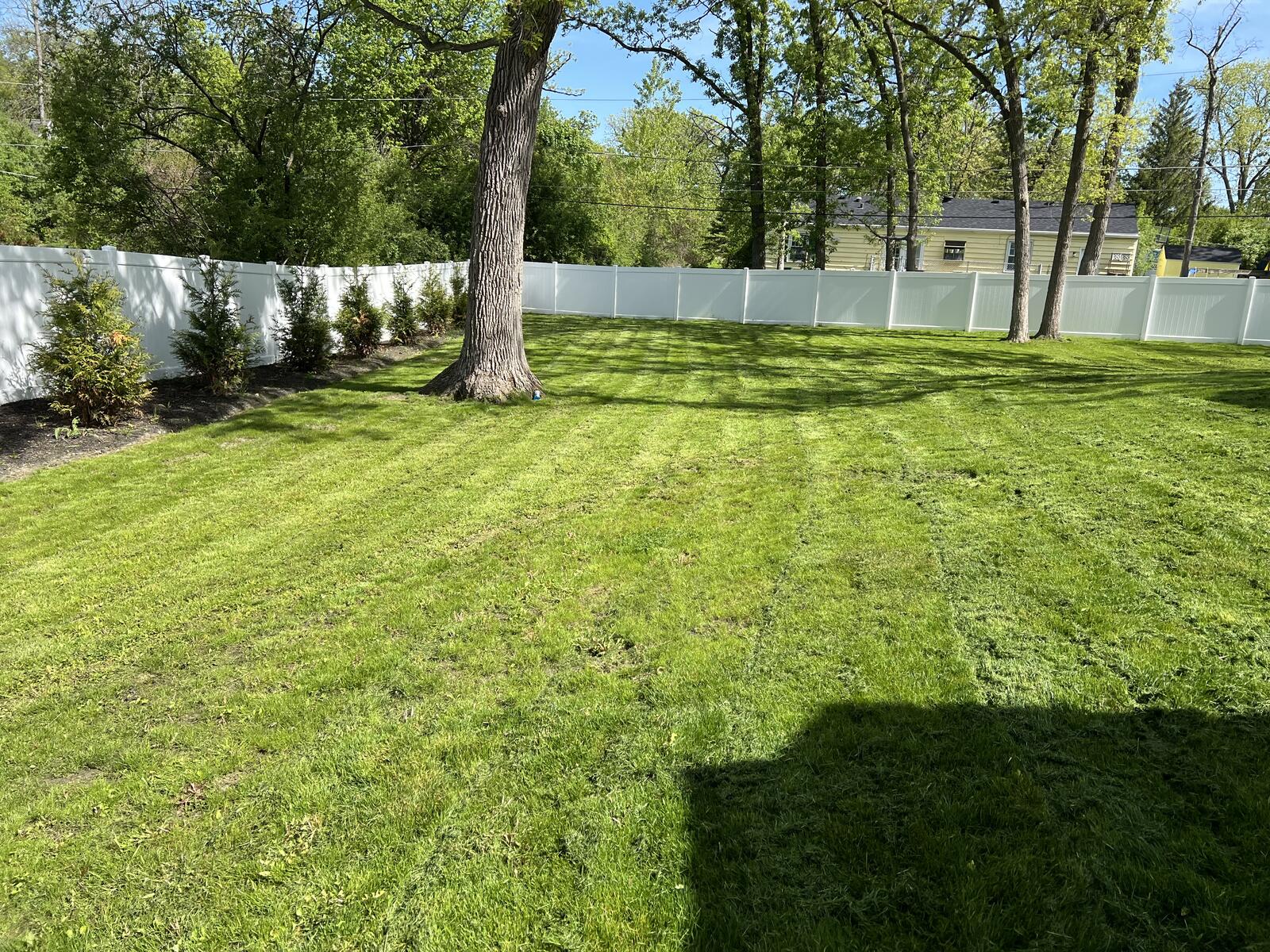 Backyard lawn with clean mowing stripes