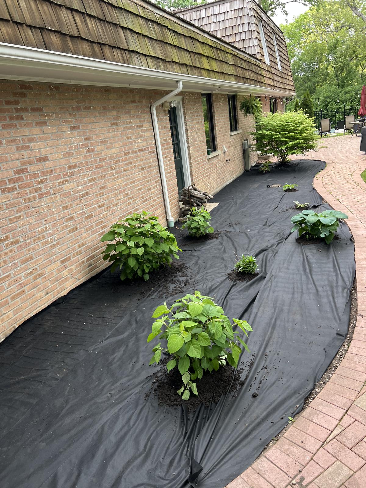 New plantings going in