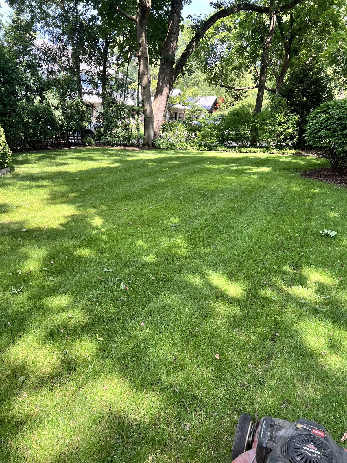 Thick lush backyard lawn freshly mowed